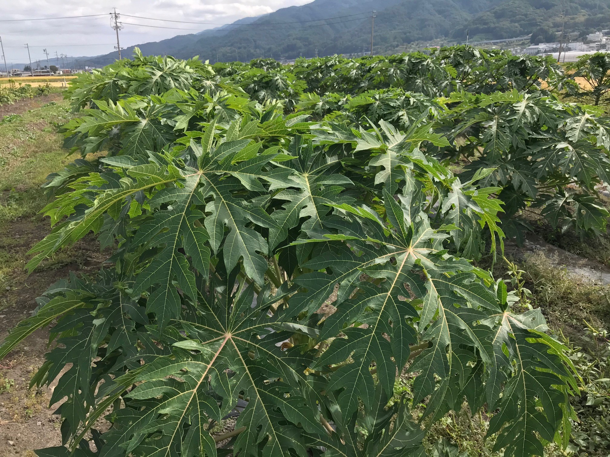 パパイヤ茶とは
