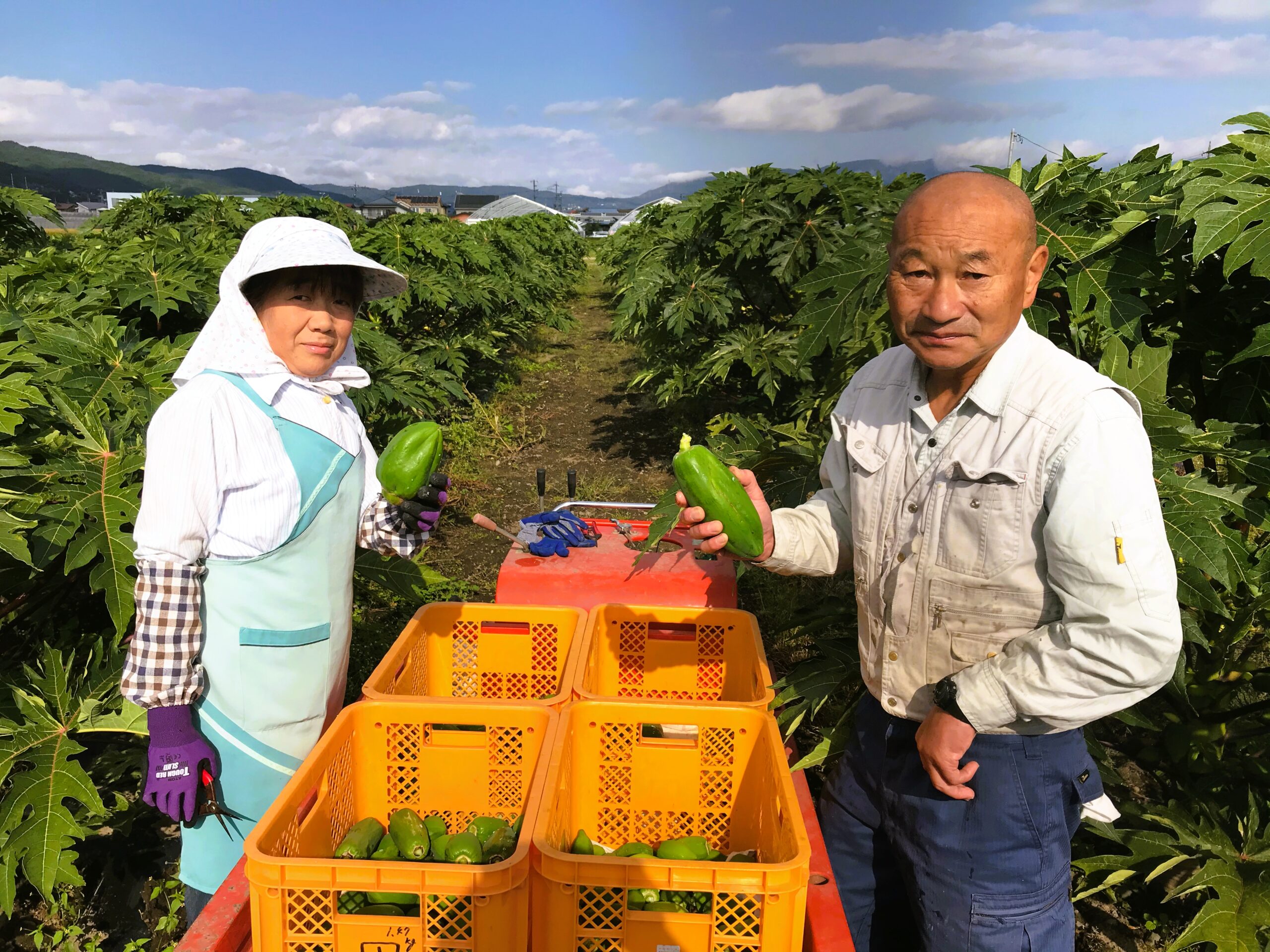 パパイヤ茶の原材料の青パパイヤ葉とは